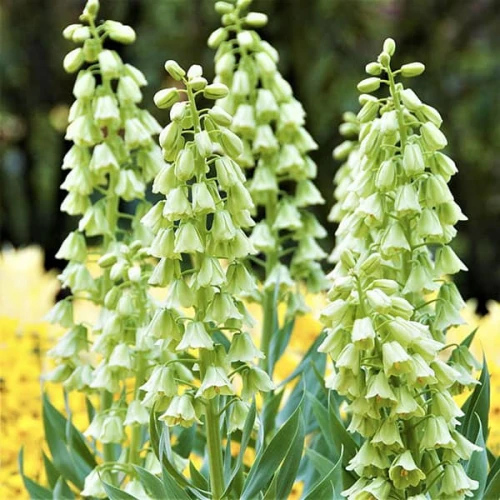 Ivory Bells